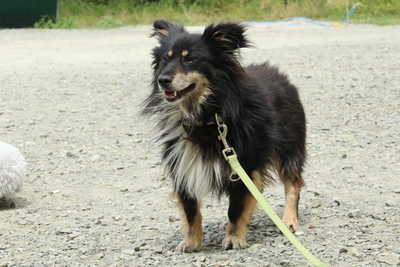Mika, Mischling - Rüde