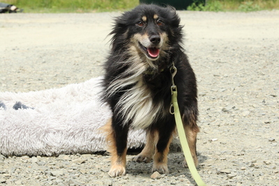 Mika, Mischling - Rüde