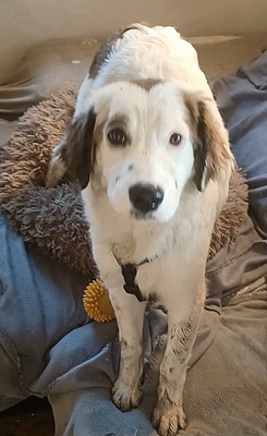 Mika, Mischling Welpen - Hündin