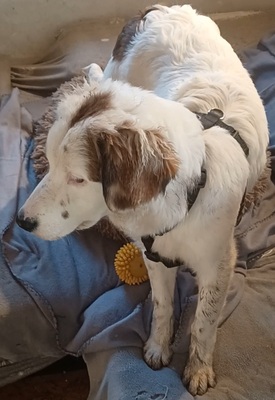 Mika, Mischling Welpen - Hündin