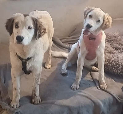 Mika, Mischling Welpen - Hündin