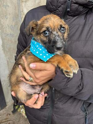 Mika, Mischling Welpen - Rüde