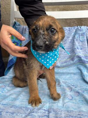 Mika, Mischling Welpen - Rüde