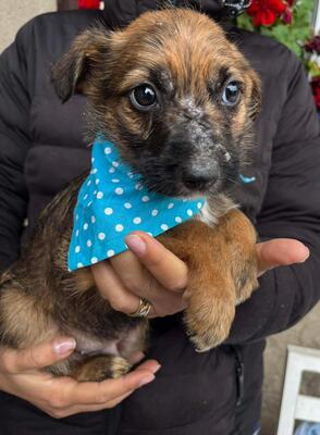 Mika, Mischling Welpen - Rüde