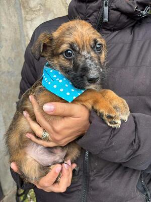 Mika, Mischling Welpen - Rüde