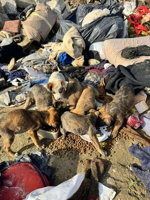 Mika, Mischling Welpen - Rüde