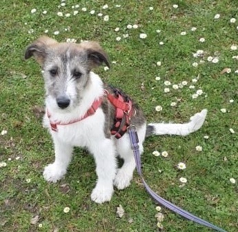 Mika, Mix Welpen - Rüde