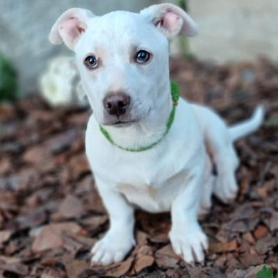 Mika / Reserviert, Mischling Welpen - Rüde