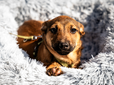 Mikado, mischling Welpen - Rüde