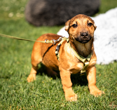 Mikado, mischling Welpen - Rüde