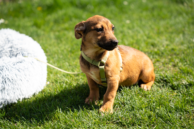 Mikado, mischling Welpen - Rüde