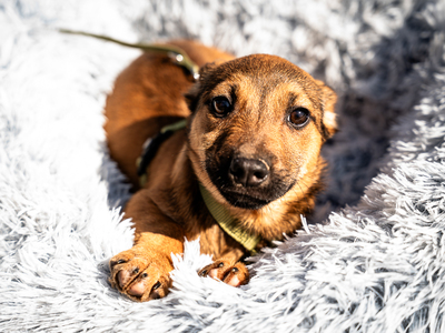 Mikado, mischling Welpen - Rüde