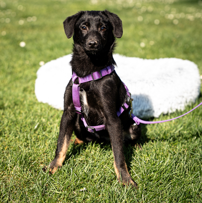 Mikana, mischling Welpen - Hündin