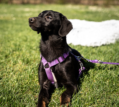 Mikana, mischling Welpen - Hündin