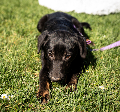 Mikana, mischling Welpen - Hündin