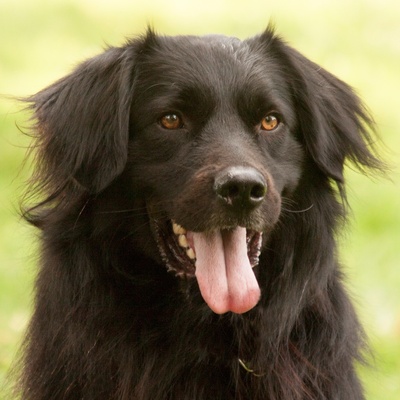 Mike Junior, - Rüde