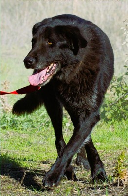 Mike - ein Goldschatz, Mischling - Rüde
