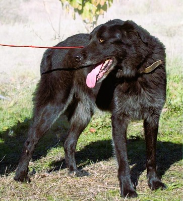 Mike - ein Goldschatz, Mischling - Rüde