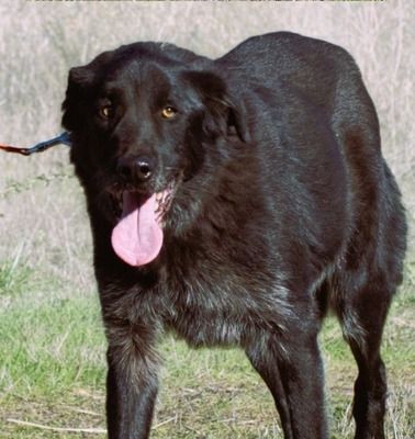 Mike - ein Goldschatz, Mischling - Rüde