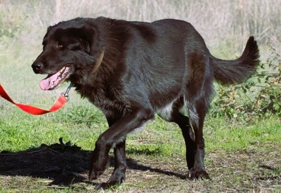 Mike - ein Goldschatz, Mischling - Rüde