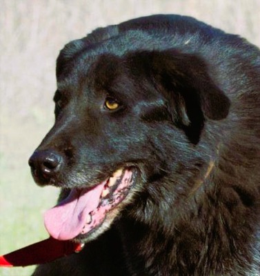 Mike - ein Goldschatz, Mischling - Rüde