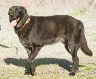 Mike - ein Goldschatz, Mischling - Rüde