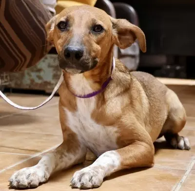 Miki, Mix - Rüde