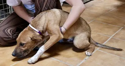 Miki, Mix - Rüde