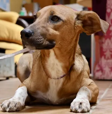 Miki, Mix - Rüde