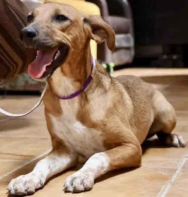 Miki, Mix - Rüde
