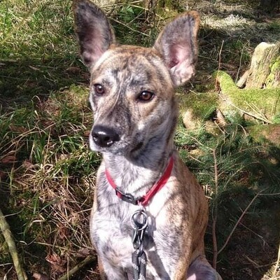 Mikka, - Hündin, Mischlingshündin - Hündin