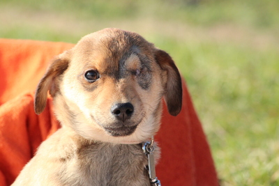Miko, Mischling Welpen - Rüde