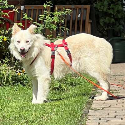 Miko, Mix - Rüde