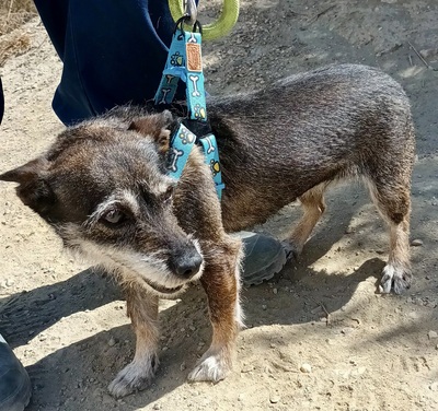 Mila, Mix - Hündin