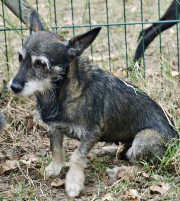 Mila, Mix - Hündin
