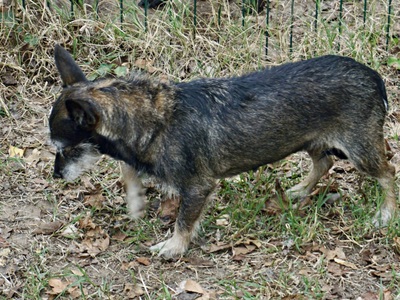 Mila, Mix - Hündin
