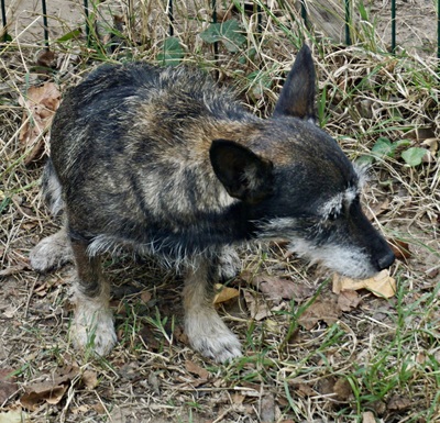 Mila, Mix - Hündin