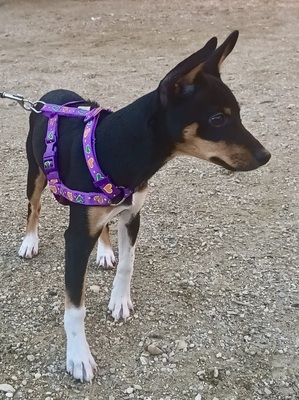 Mila, Mix Welpen - Hündin