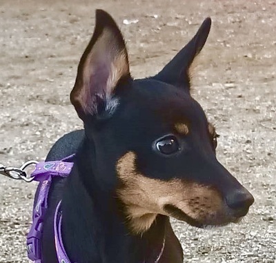 Mila, Mix Welpen - Hündin