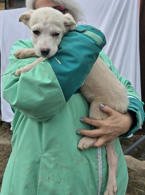 Mila, Mix Welpen - Hündin