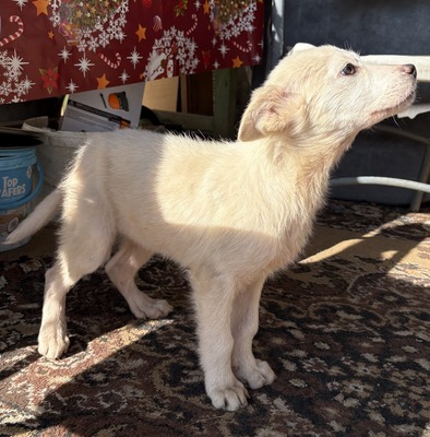 Mila, Mix Welpen - Hündin