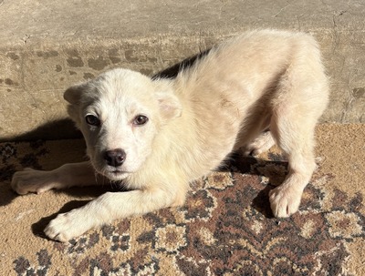 Mila, Mix Welpen - Hündin