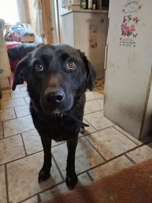 Mila - NOTFALL Österreich