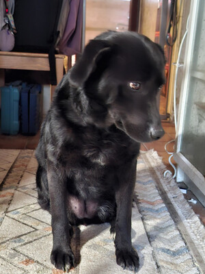 Mila - NOTFALL Österreich, Mischling - Hündin