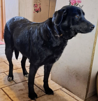 Mila - NOTFALL Österreich, Mischling - Hündin