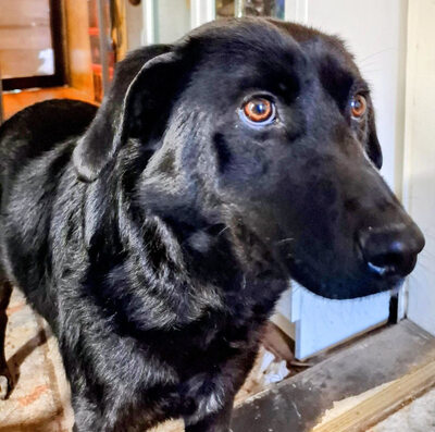 Mila - NOTFALL Österreich, Mischling - Hündin