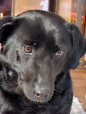 Mila - NOTFALL Österreich, Mischling - Hündin