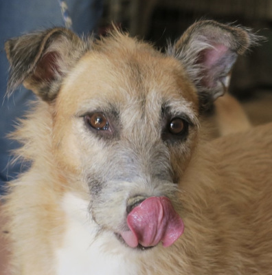 Mila, Podenco Mix - Hündin