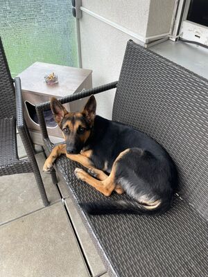 Mila, Schäfer/Labrador Welpen - Hündin