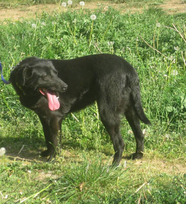 Mila freut sich auf IHRE Familie, Mischling - Hündin